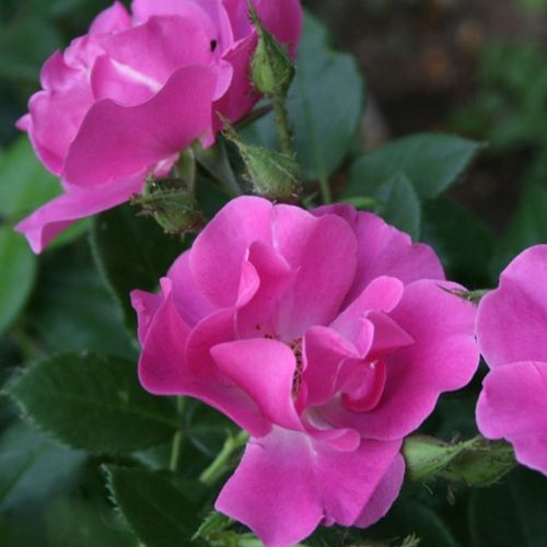 Virágágyi floribunda rózsa - Rózsa - The Oddfellows Rose® - Online rózsa rendelés